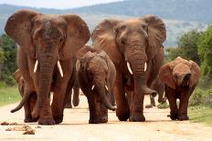 A Herd of Elephant Walk towards the Camera with All of Them Moving their Trunks and Smelling Me. Ta-JONATHAN PLEDGER-Laminated Photographic Print