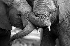 This Amazing Black and White Photo of Two Elephants Interacting Was Taken on Safari in Africa.-JONATHAN PLEDGER-Laminated Photographic Print