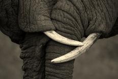 This Amazing Black and White Photo of Two Elephants Interacting Was Taken on Safari in Africa.-JONATHAN PLEDGER-Framed Stretched Canvas