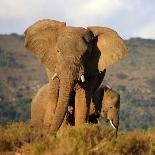 Two Elephants in Golden Light. Taken on Safari in South Africa.-JONATHAN PLEDGER-Photographic Print