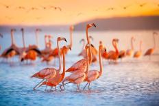 Pink Flamingos in Mexico-Jonathan Ross-Framed Photographic Print