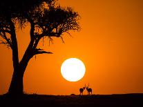 African Sunset-Jonathan Zhang-Stretched Canvas