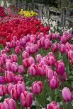 USA, Washington. Blooming tulips next to wooden fence.-Jones and Shimlock-Photographic Print
