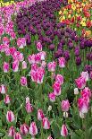 USA, Washington. Blooming tulips.-Jones and Shimlock-Photographic Print
