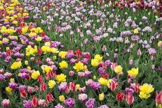 USA, Washington. Field of blooming tulips.-Jones and Shimlock-Photographic Print