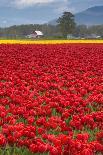 USA, Washington. Field of multicolored tulips.-Jones and Shimlock-Photographic Print