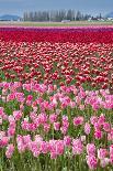 USA, Washington. Field of multicolored tulips.-Jones and Shimlock-Photographic Print