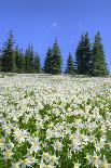 USA, Washington, Olympia NP. High-altitude lilies.-Jones and Shimlock-Photographic Print