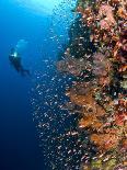 Diver With Light Next To Vertical Reef Formation, Pantar Island, Indonesia-Jones-Shimlock-Photographic Print