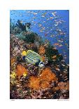 Diver With Light Next To Vertical Reef Formation, Pantar Island, Indonesia-Jones-Shimlock-Photographic Print