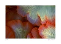 Diver With Light Next To Vertical Reef Formation, Pantar Island, Indonesia-Jones-Shimlock-Framed Photographic Print