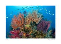 Diver With Light Next To Vertical Reef Formation, Pantar Island, Indonesia-Jones-Shimlock-Photographic Print