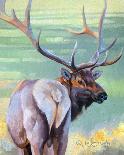 Bull Elk and Shadowy Sage-Joni Johnson-Godsy-Giclee Print