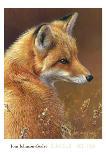 Red Fox Looking Back-Joni Johnson-Godsy-Giclee Print