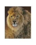 Power and Presence - African Lion-Joni Johnson-godsy-Stretched Canvas