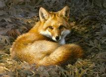 Red Fox Looking Back-Joni Johnson-Godsy-Giclee Print