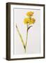 Jonquil, from 'La Guirlande De Julie', C.1642-Nicolas Robert-Framed Giclee Print