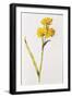 Jonquil, from 'La Guirlande De Julie', C.1642-Nicolas Robert-Framed Giclee Print