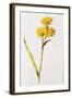 Jonquil, from 'La Guirlande De Julie', C.1642-Nicolas Robert-Framed Giclee Print