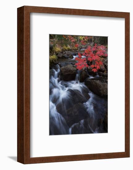 Jordan Stream in Autumn, Acadia National Park, Maine-Vincent James-Framed Photographic Print