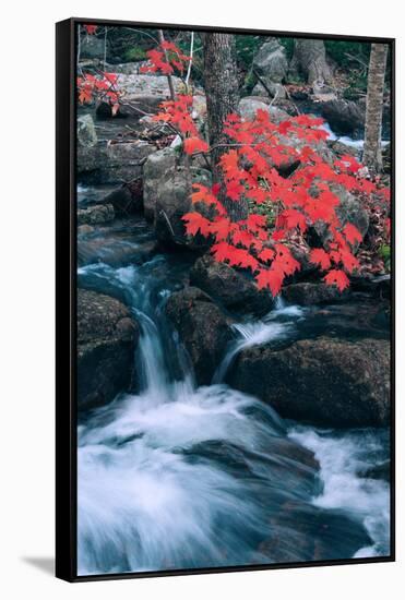 Jordan Stream in Autumn I, Maine Coast-null-Framed Stretched Canvas