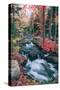 Jordan Stream in Autumn, Maine Coast, Acadia National Park-Vincent James-Stretched Canvas
