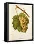 Jordana Grape-J. Troncy-Framed Stretched Canvas