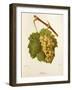 Jordana Grape-J. Troncy-Framed Giclee Print