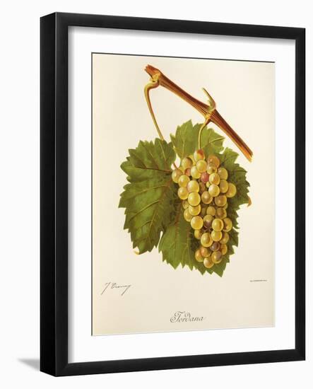 Jordana Grape-J. Troncy-Framed Giclee Print