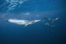 Bryde's Whale (Balaenoptera Edeni) and Common Dolphins (Delphinus Delphis)-Jordi Chias-Photographic Print