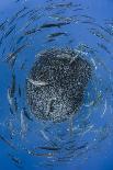 European barracuda and Bluefish circling baitball of Atlantic horse mackerel, Azores-Jordi Chias-Photographic Print