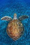 Green Turtle, (Chelonia Mydas), Swimming over Volcanic Sandy Bottom, Armenime Cove, Canary Islands-Jordi Chias-Stretched Canvas