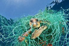 Loggerhead Turtle (Caretta Caretta) Trapped in a Drifting Abandoned Net, Mediterranean Sea-Jordi Chias-Framed Photographic Print