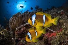 Round ribbontail ray (Taeniura meyeni) South Ari Atoll, Maldives. Indian Ocean.-Jordi Chias-Photographic Print