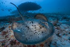 Round ribbontail ray (Taeniura meyeni) South Ari Atoll, Maldives. Indian Ocean.-Jordi Chias-Photographic Print