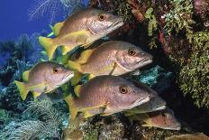 Round ribbontail ray (Taeniura meyeni) South Ari Atoll, Maldives. Indian Ocean.-Jordi Chias-Photographic Print