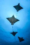 Round ribbontail ray (Taeniura meyeni) South Ari Atoll, Maldives. Indian Ocean.-Jordi Chias-Photographic Print