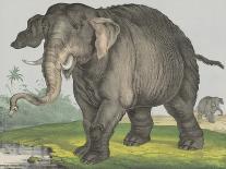 Elephant, 1829-80-Jos. Scholz-Art Print