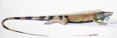 Iguana y Lagartija (Reptiles de Panamá), Expedición Malaspina-José Cardero-Giclee Print