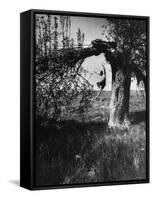 Jose Limon Dancing in Apple Orchard at His Home-Gjon Mili-Framed Stretched Canvas
