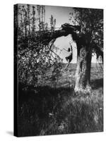 Jose Limon Dancing in Apple Orchard at His Home-Gjon Mili-Stretched Canvas