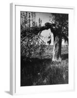 Jose Limon Dancing in Apple Orchard at His Home-Gjon Mili-Framed Premium Photographic Print