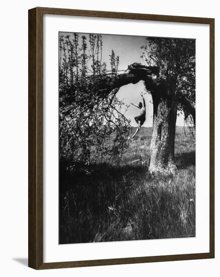 Jose Limon Dancing in Apple Orchard at His Home-Gjon Mili-Framed Premium Photographic Print