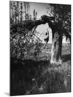 Jose Limon Dancing in Apple Orchard at His Home-Gjon Mili-Mounted Premium Photographic Print