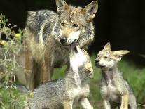 Mexico Grey Wolf-Jose Luis Magana-Photographic Print