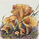 Study of Fungus-Josef Fleischmann-Mounted Giclee Print