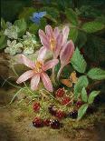 Autumn Flower with Blackberries-Josef Lauer-Stretched Canvas