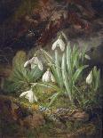 Forest Floor with Snowdrops-Josef Lauer-Giclee Print