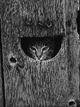Cat Peeking Out from Barn-Josef Scaylea-Framed Photographic Print