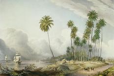 Cocoa Nut Walk on the Coast, Near Runaway Bay, Plate 15 from 'West Indian Scenery: Illustrations…-Joseph Bartholomew Kidd-Giclee Print